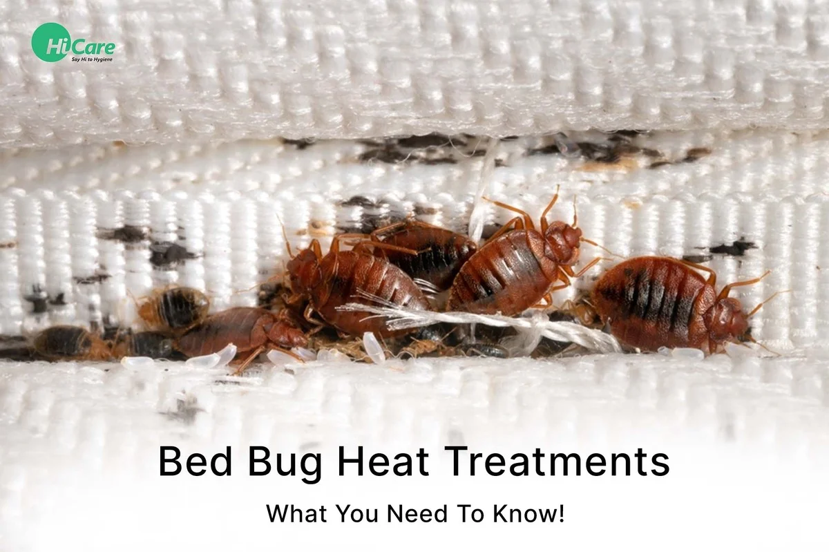 Bakingsoda op je matras: hoe je bedbugs verslaat zonder giftige sprays - image 1