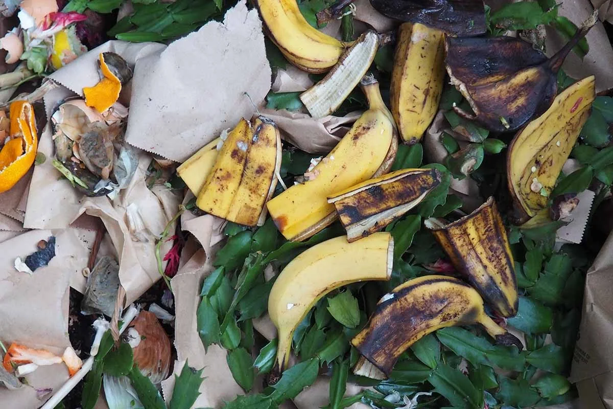 Bananenschillen in je plantenbakken: wat tuiniers al 50 jaar weten
