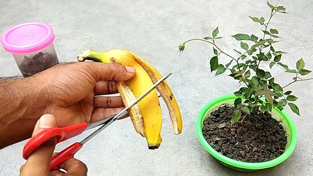 Bananenschillen in je kamerplanten: waarom tuinders dit altijd doen