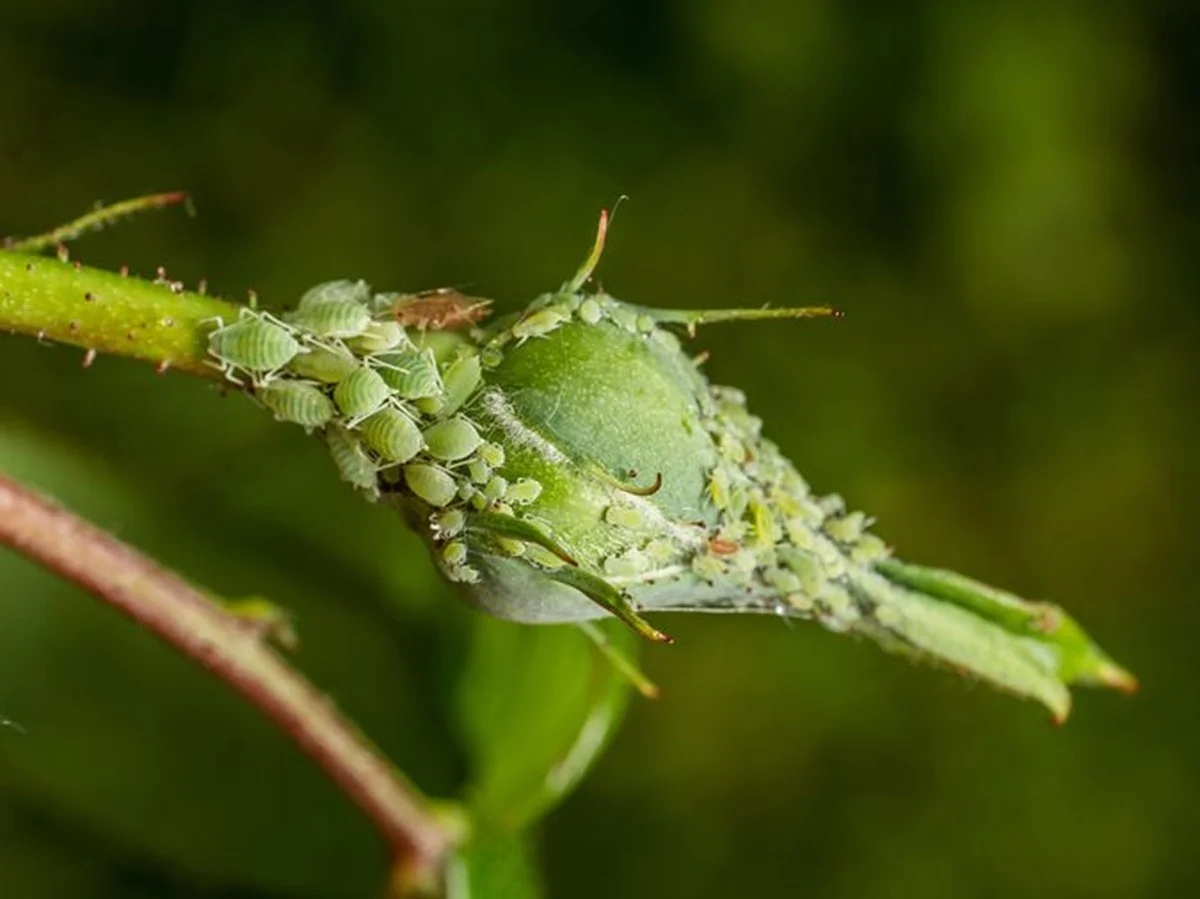Bananenschillen tegen bladluizen: de natuurlijke pesticideformule die fabrikanten liever verzwijgen - image 1