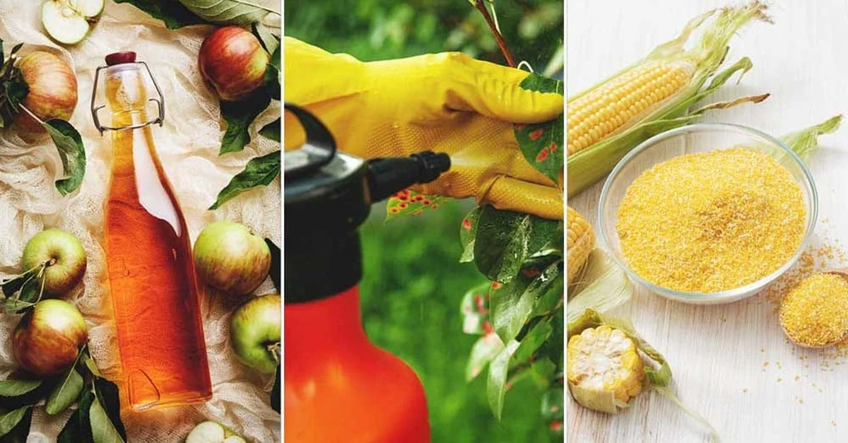 De schil van een ui tegen schimmels: waarom tuiniers dit nooit vergeten - image 2