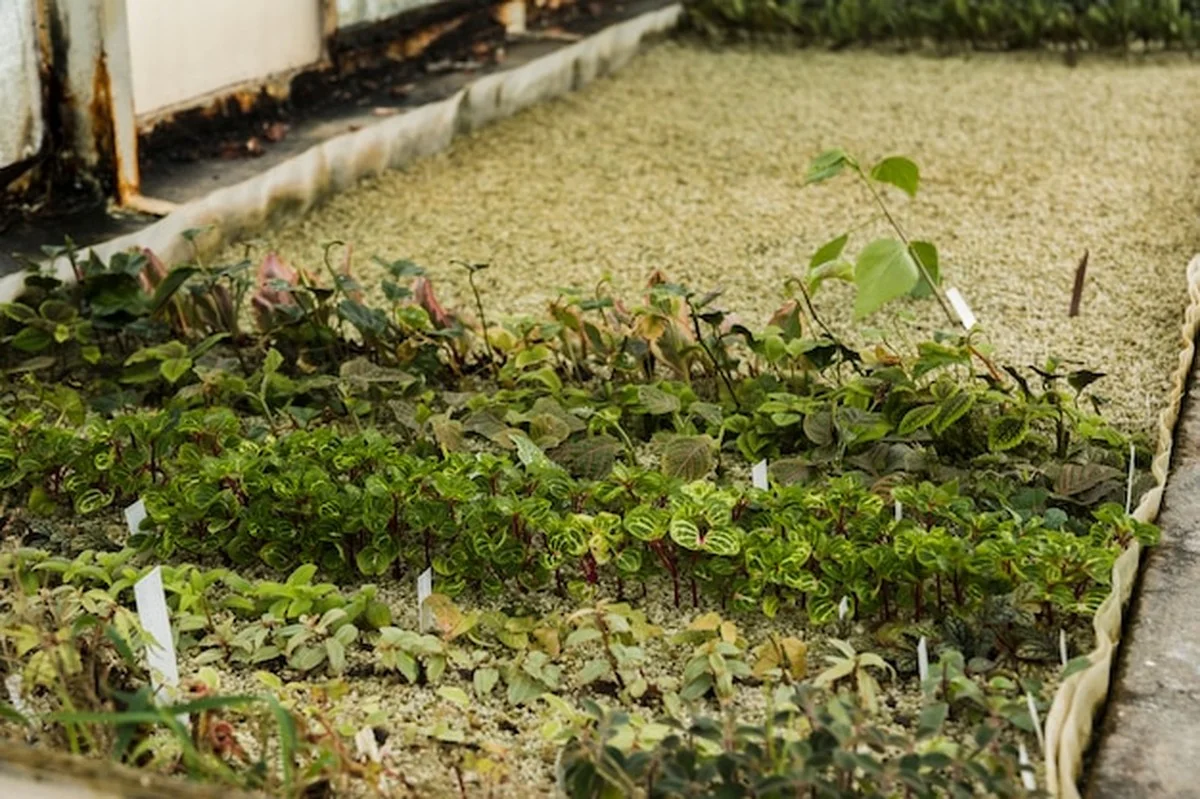 Deze winter-plantentrick houdt je tuin groen zonder moeite - image 2