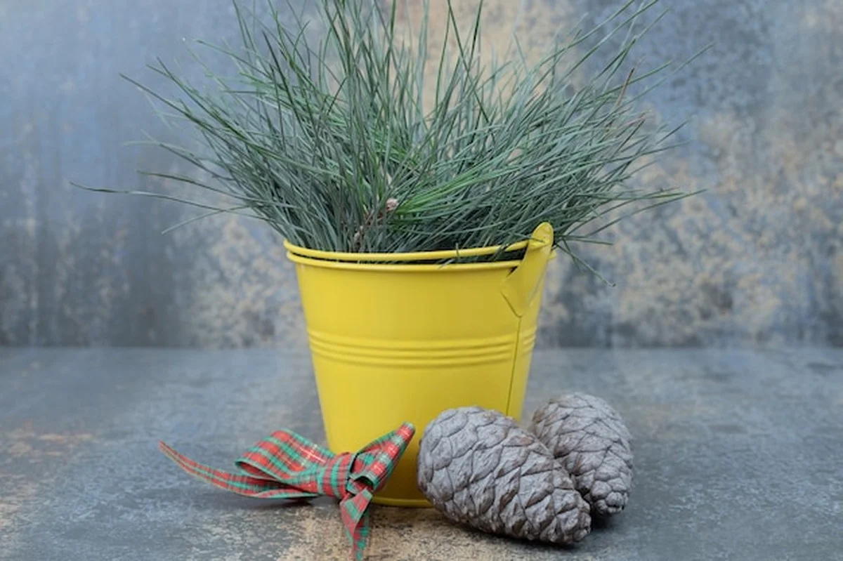 Deze wintertruc houdt je planten gezond zonder extra kosten