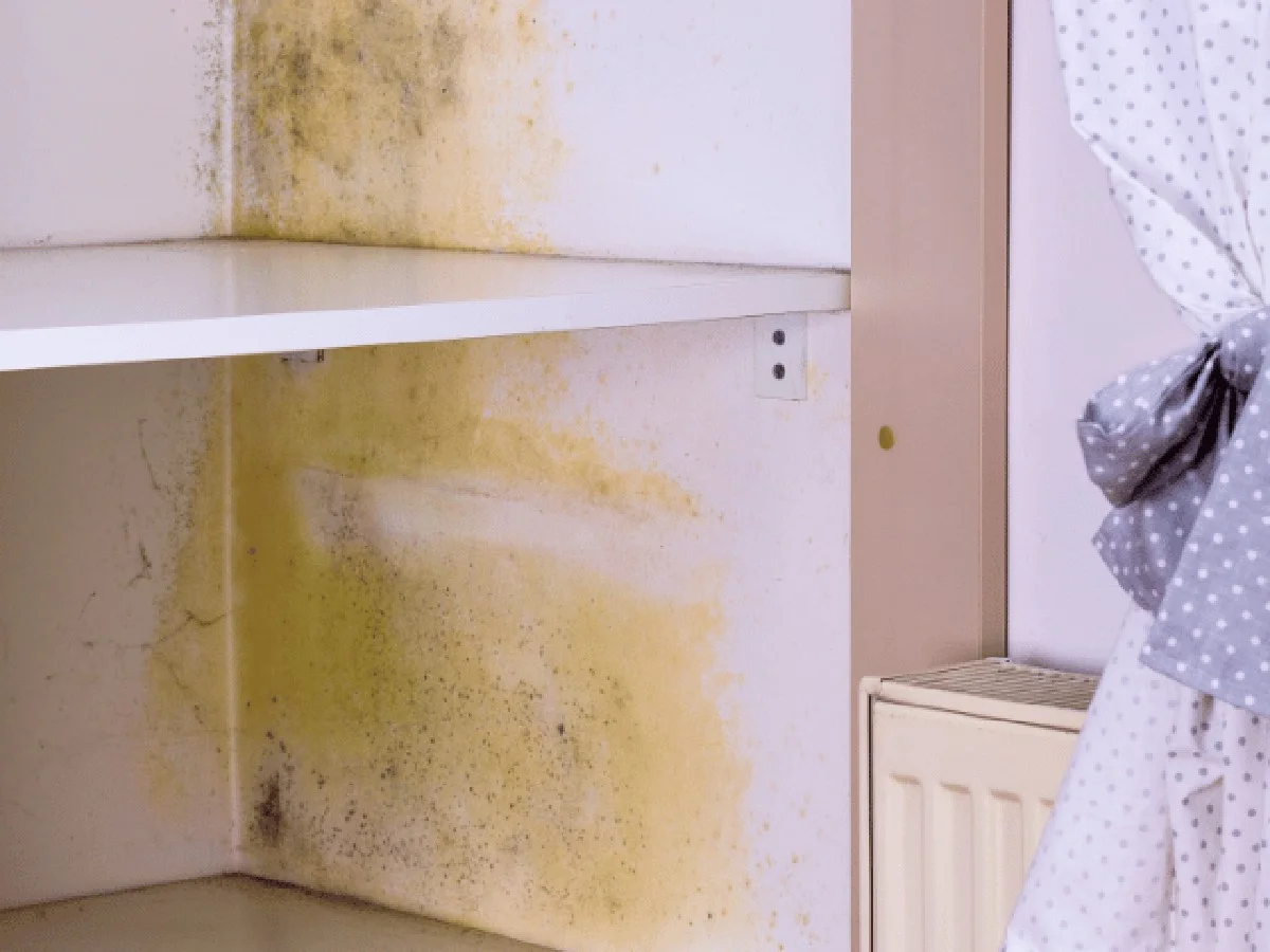 Droogrozijnen tegen vochtigheid in je kast: een oud huisvrouwentrucie dat werkt - image 2