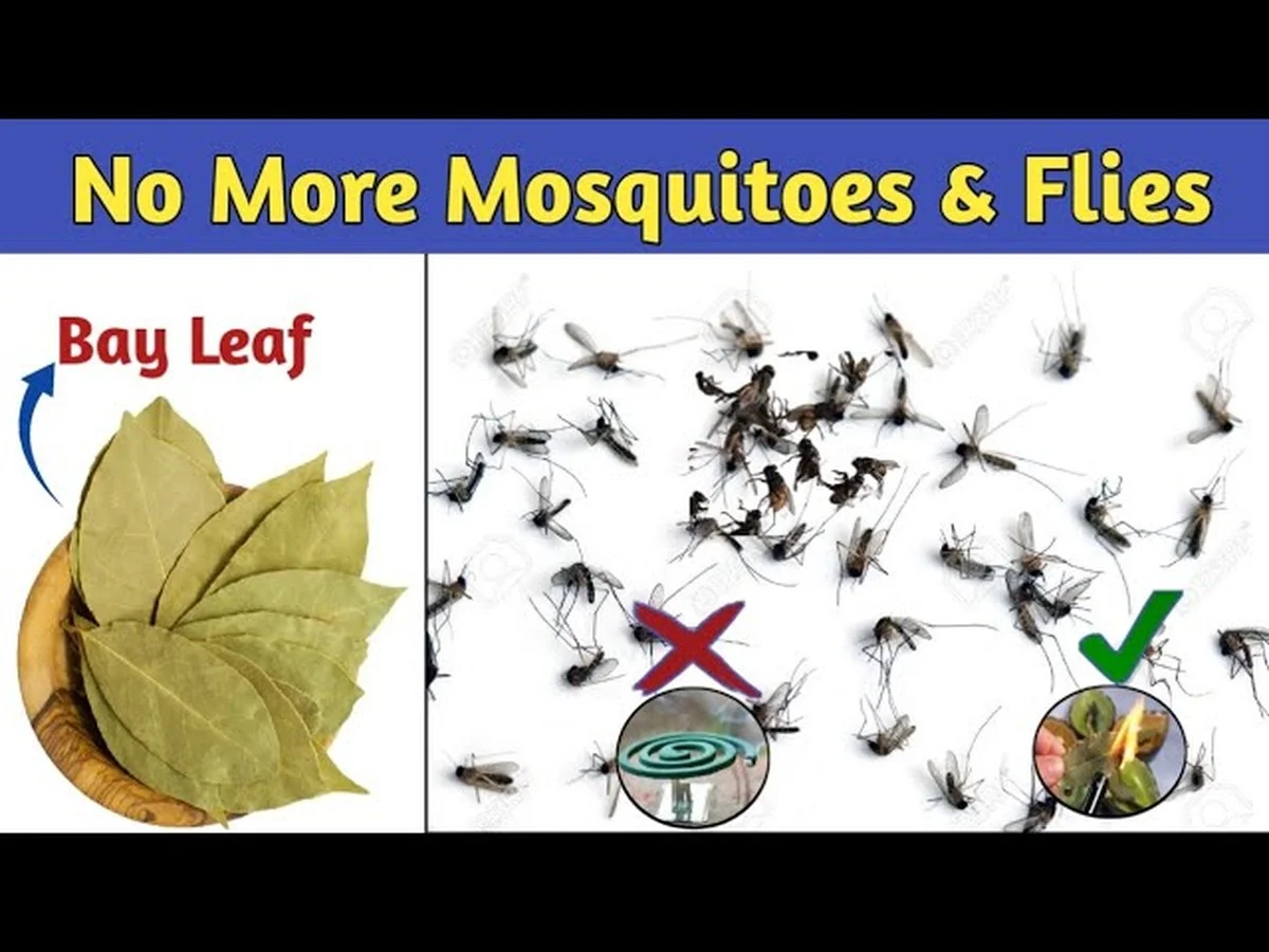 Een laurierblad in je bloem: het eeuwenoude trucje tegen ongedierte - image 1