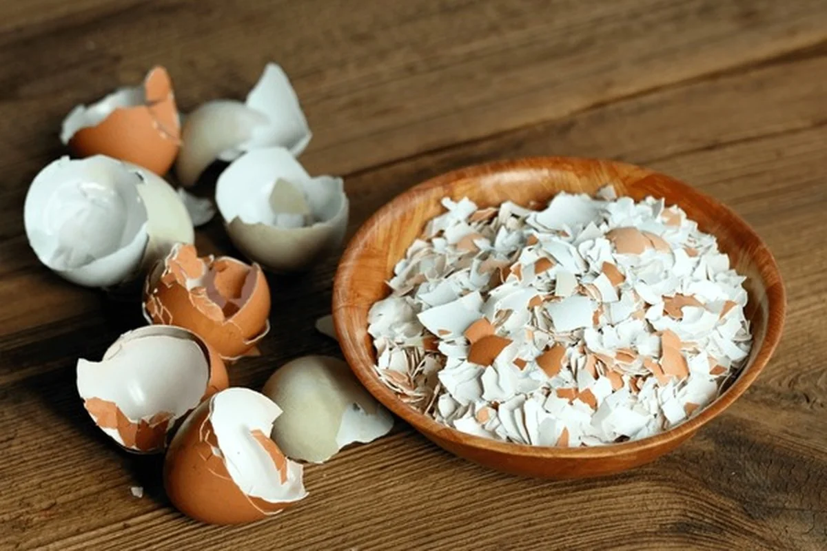 Eierschalen in je plantenpotten veranderen alles - image 1