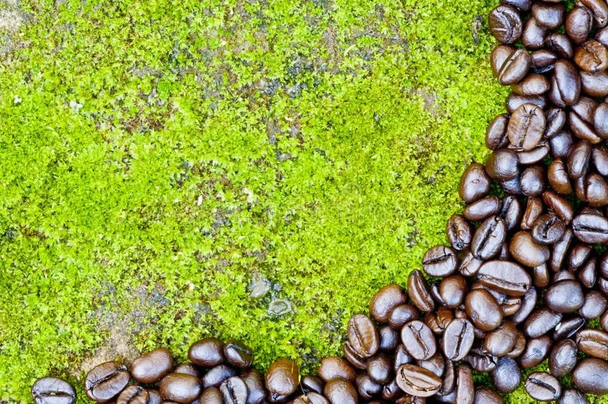 Koffieprut tegen mos op je terras: gratis en effectiever dan chemicaliën