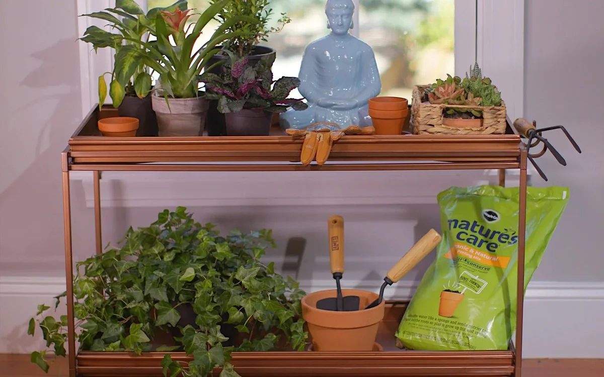 Kranten onder je plant: de natuurlijke vochtregeling die werkt - image 2