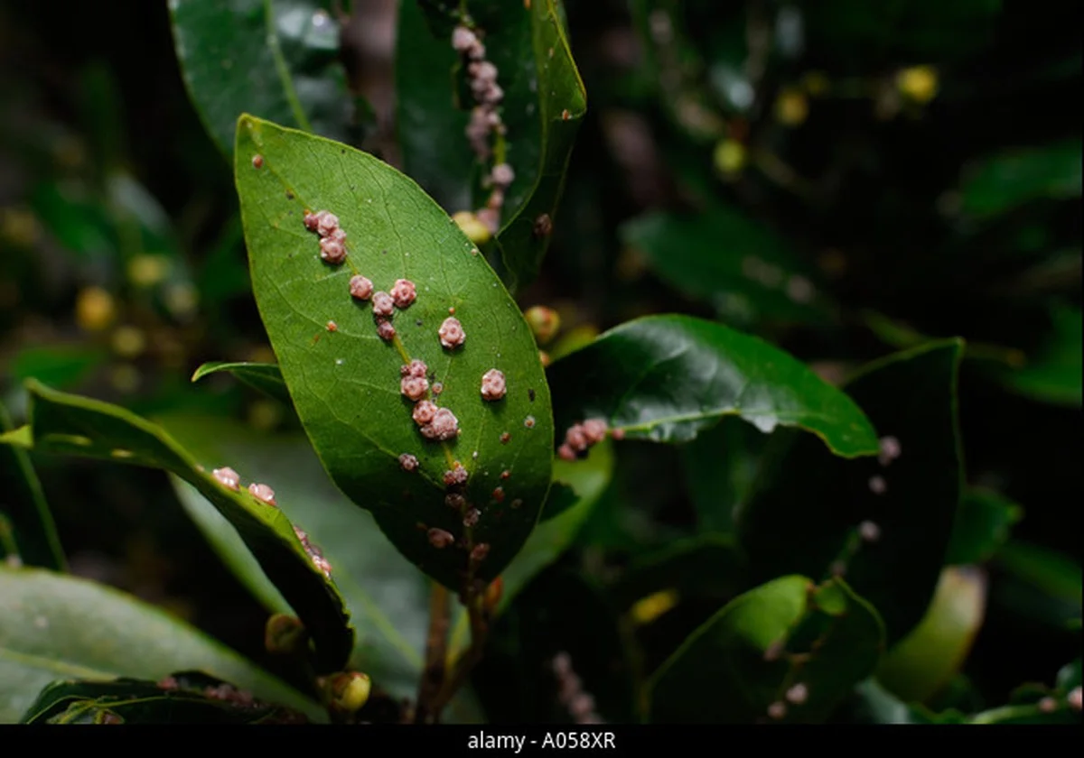 Laurierblad in je bloem: het 100 jaar oude geheim tegen insecten