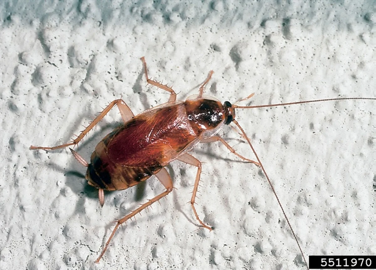 Laurierblad in je meel: het 100 jaar oude geheim tegen ongedierte - image 1