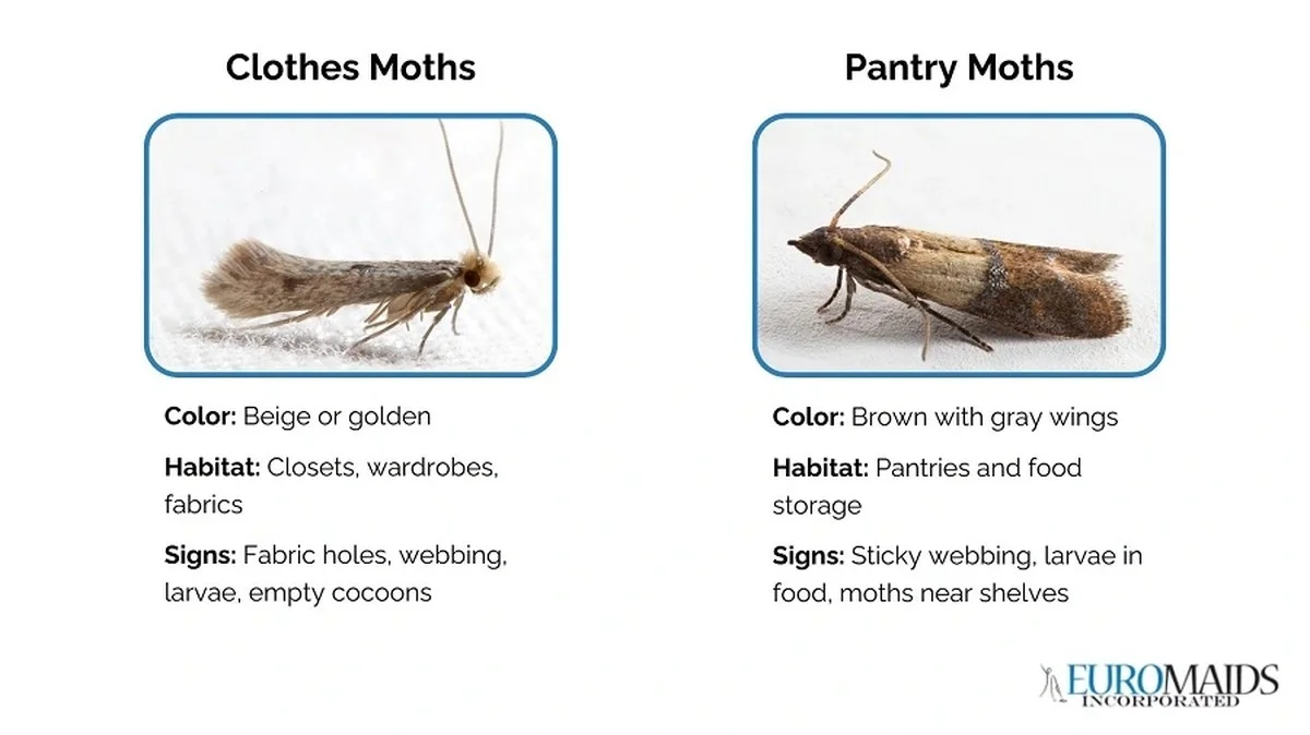 Laurierblad in je bloem: het eeuwenoude trucje tegen voedselmotor - image 1