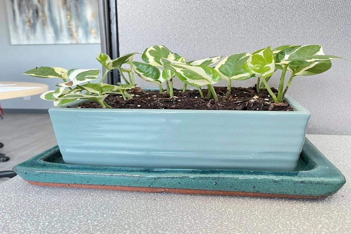 Papieren handdoeken onder je plantenpotten: waarom tuinlieden dit doen