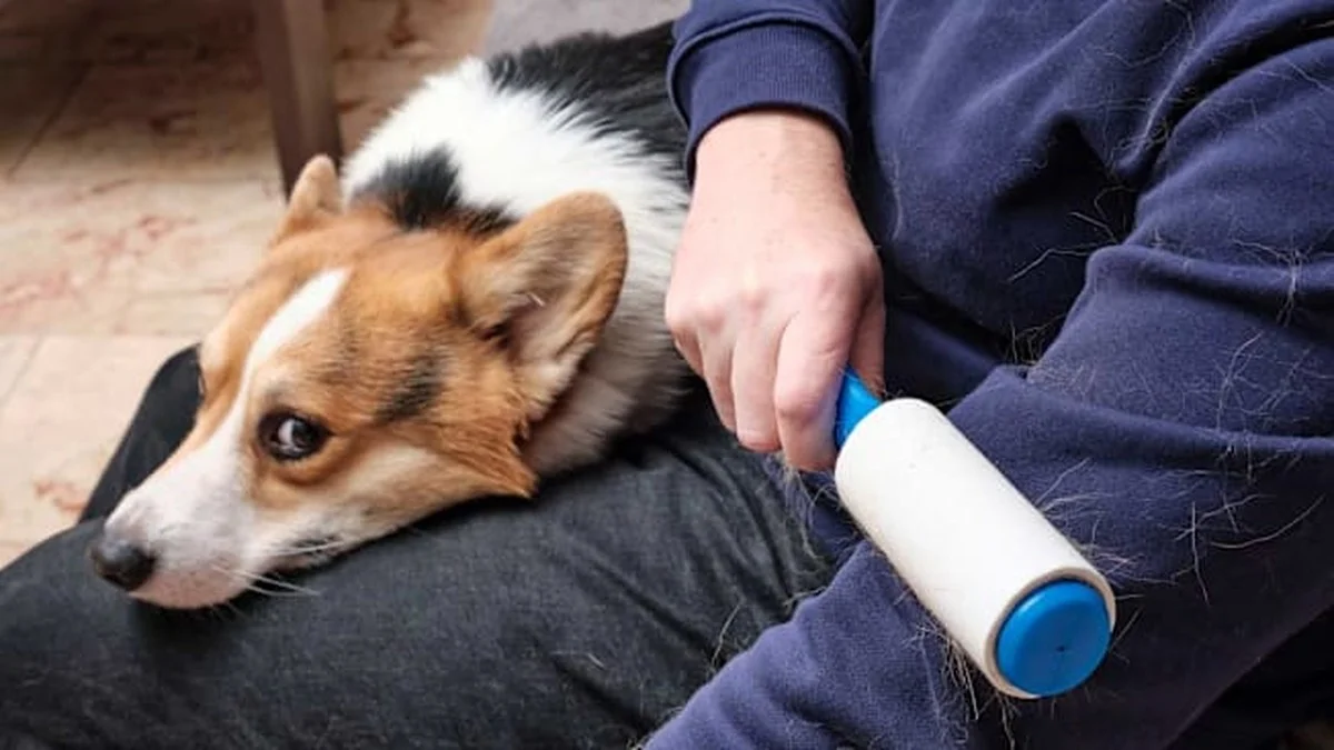 Rubber handschoenen tegen stof op je bank: het trucje dat niemand kent - image 1