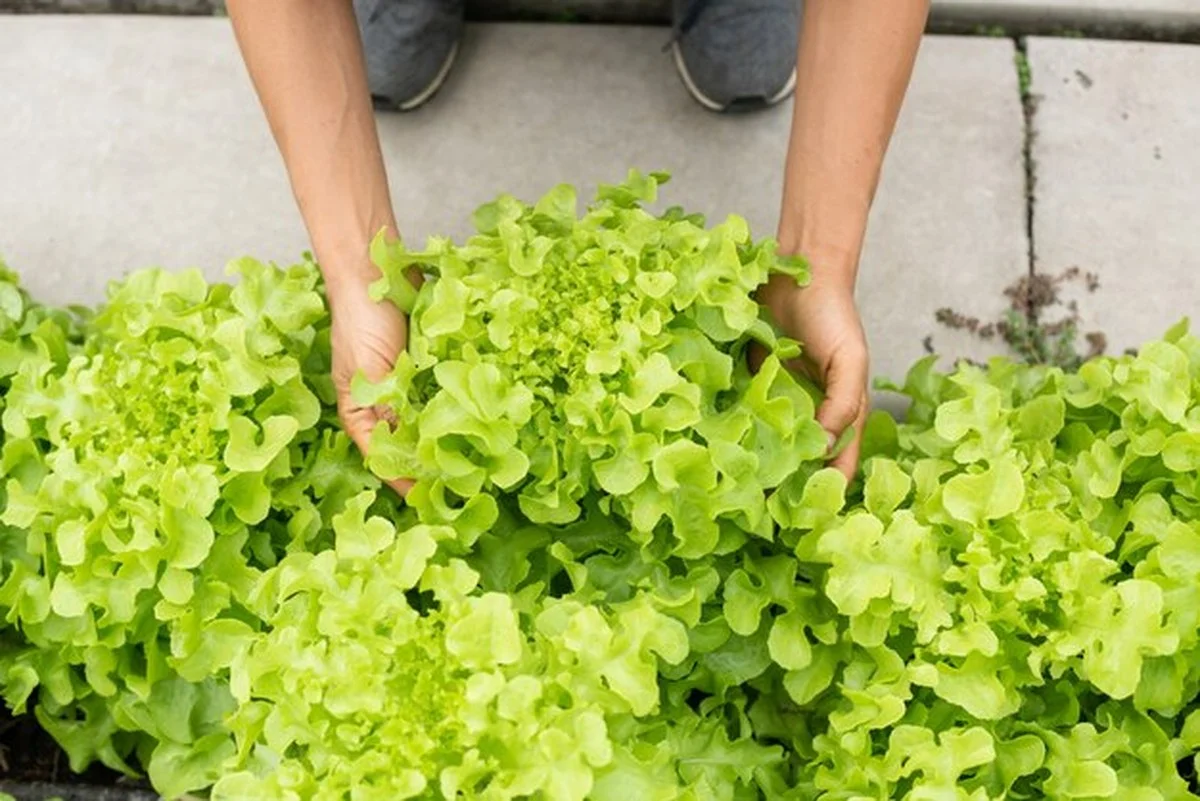 Садоводство для 50+: как травы на подоконнике дарят радость - image 1