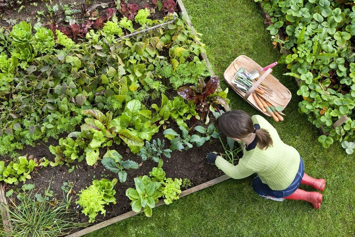 Tuinders onthullen: waarom je nooit water geeft op deze tijd - image 2