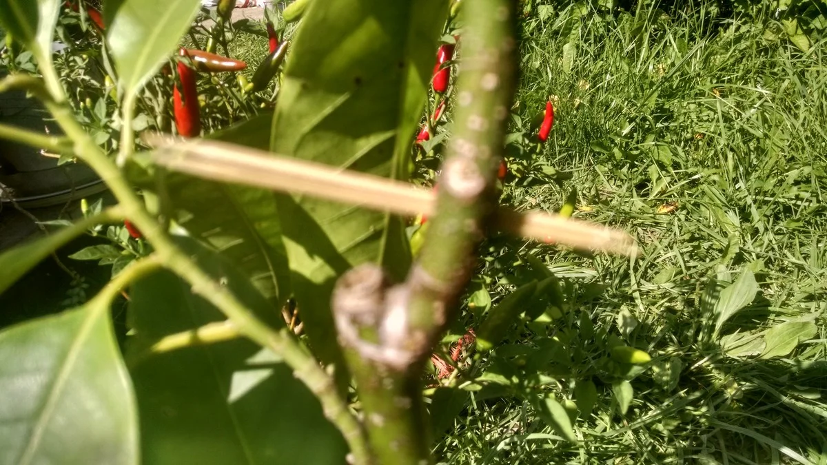 Twee tandenstokers in je plant: waarom tuinders dit altijd doen - image 1