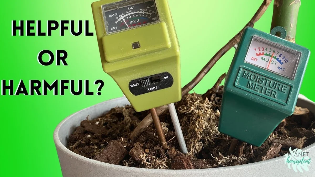 Twee tandenstokers in je plant: waarom tuinders dit altijd doen - image 2