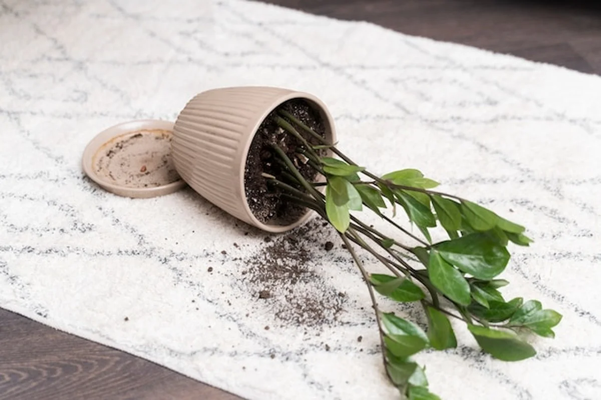 Waarom je kamerplanten nu doodgaan (en hoe je het stopt)