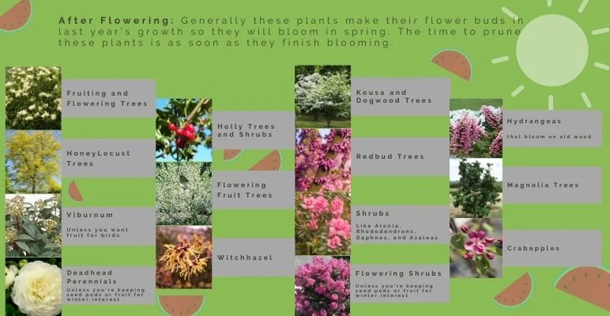 Wat tuinders nooit willen dat je weet: het echte moment voor je planten snoeien - image 2