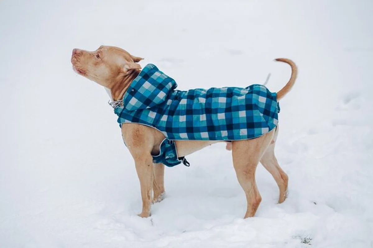 Welke hond past echt in Nederlandse winter: rassencheck - image 1