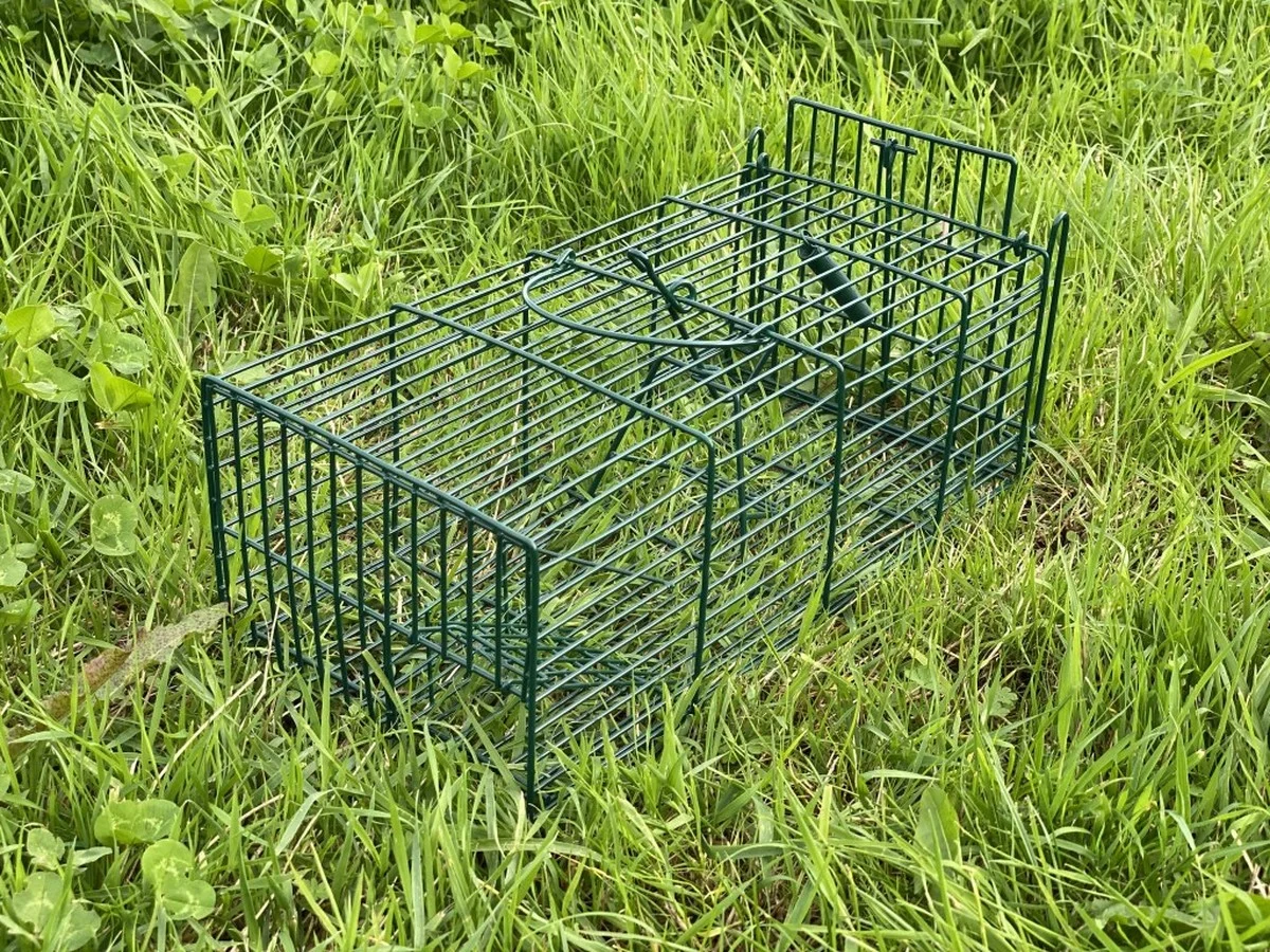 Zeepdoosje onder je bed? Dit stopt muizen permanent - image 1