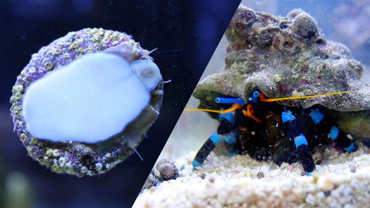 Zoutwater in je stofzuiger: het eerste wat professionals doen voor frisse lucht - image 1