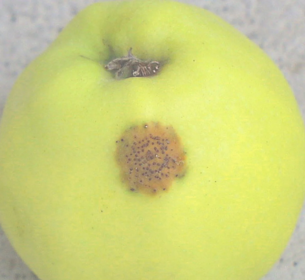 Appelhuid tegen roest op ijzeren oppervlakken: het onverwachte middel