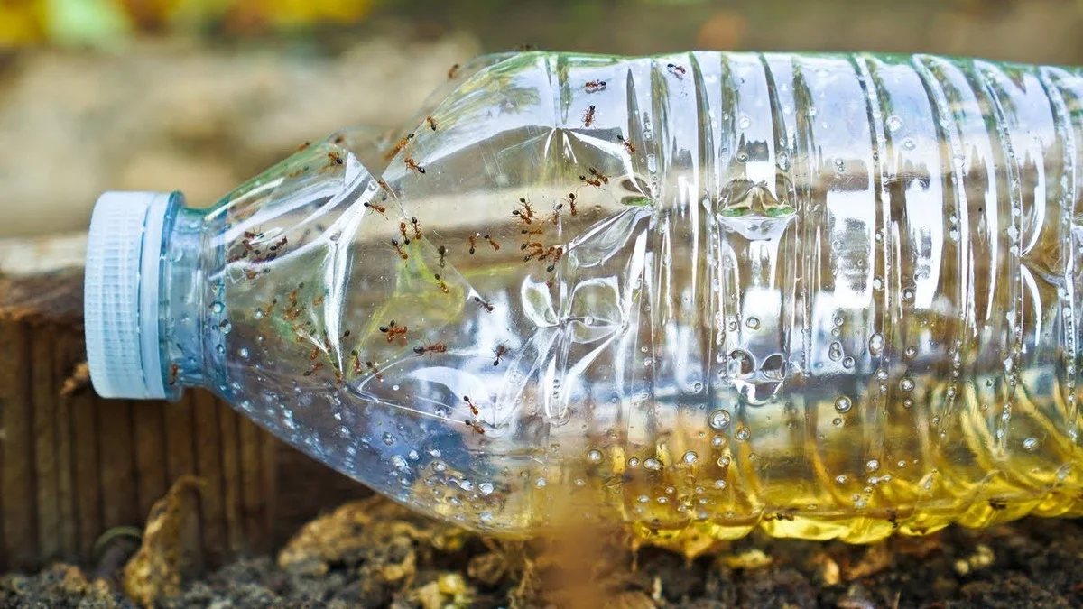 Appelmoes onder de keukenkasten: de natuurlijke pestbestrijding die werkt - image 2