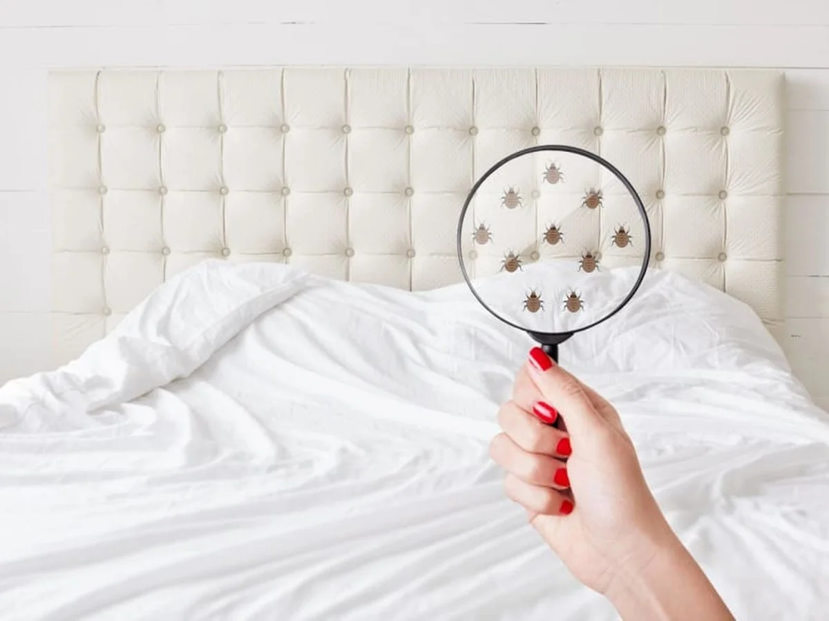 Bakingsoda op je matras: de 20-minuten-truc tegen stofmijten - image 1