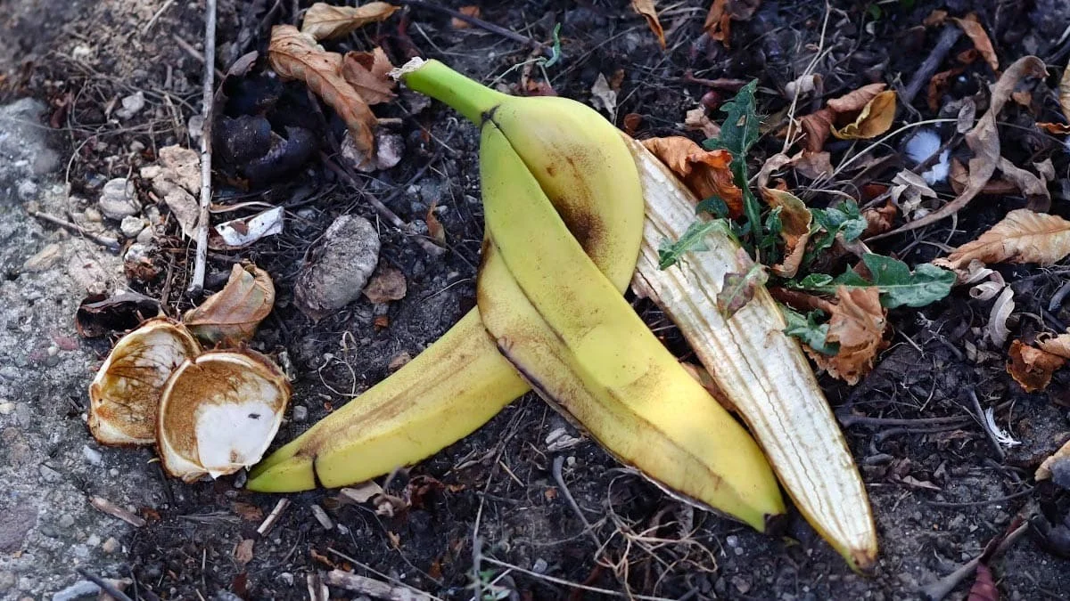 Bananenschillen in je plantenpotten: de reden waarom tuiniers dit doen