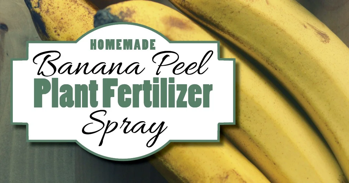 Bananenschillen in je plantenspray: het geheim van groene vingers