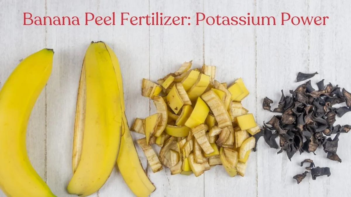 Bananenschillen in je plantenpotten: de reden waarom tuiniers dit doen - image 1