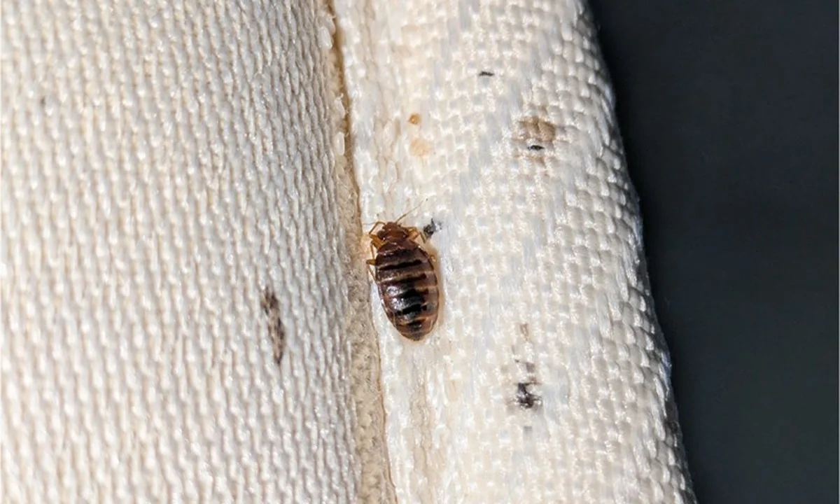 Bijtende soda op je matras: hoe je bedbugs permanent verwijdert in één nacht