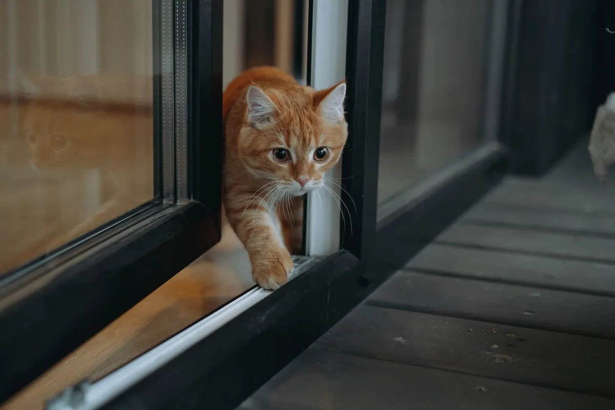 De verborgen redenen waarom uw kat zich terugtrekt (en het ligt aan u!)