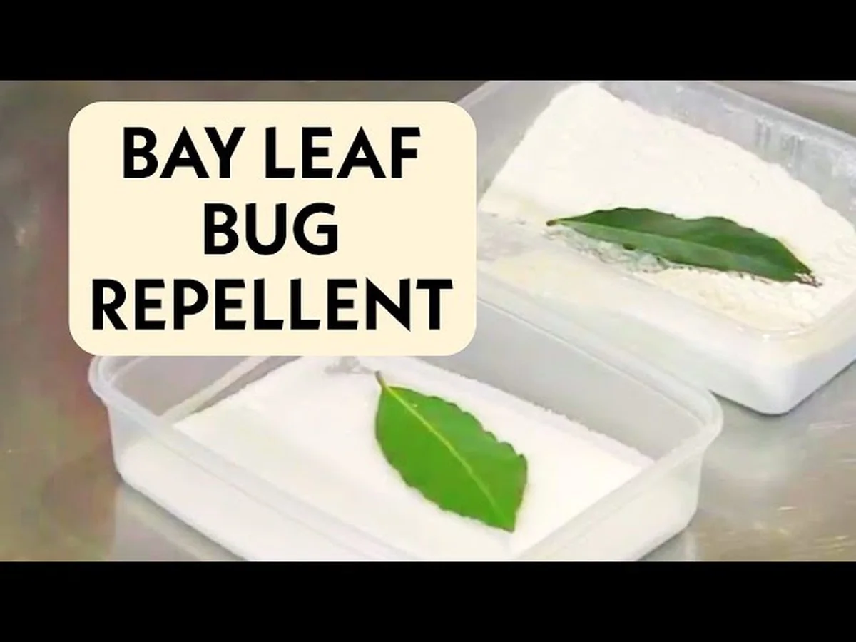 Een laurierblad in je bloem: het eeuwenoude geheim tegen keukenplagen - image 1