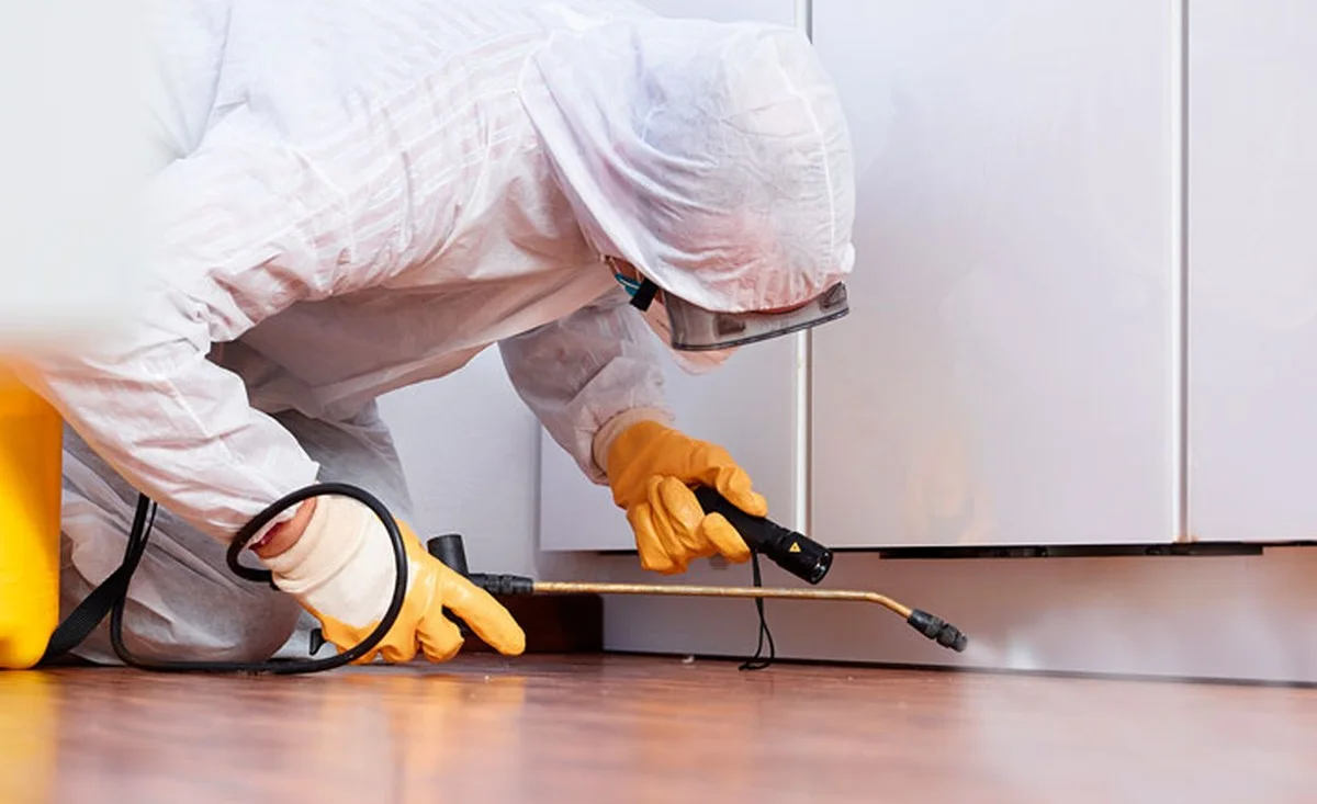 Een laurierblad in je bloem: het 100 jaar oude trucje tegen voedselmottes - image 2