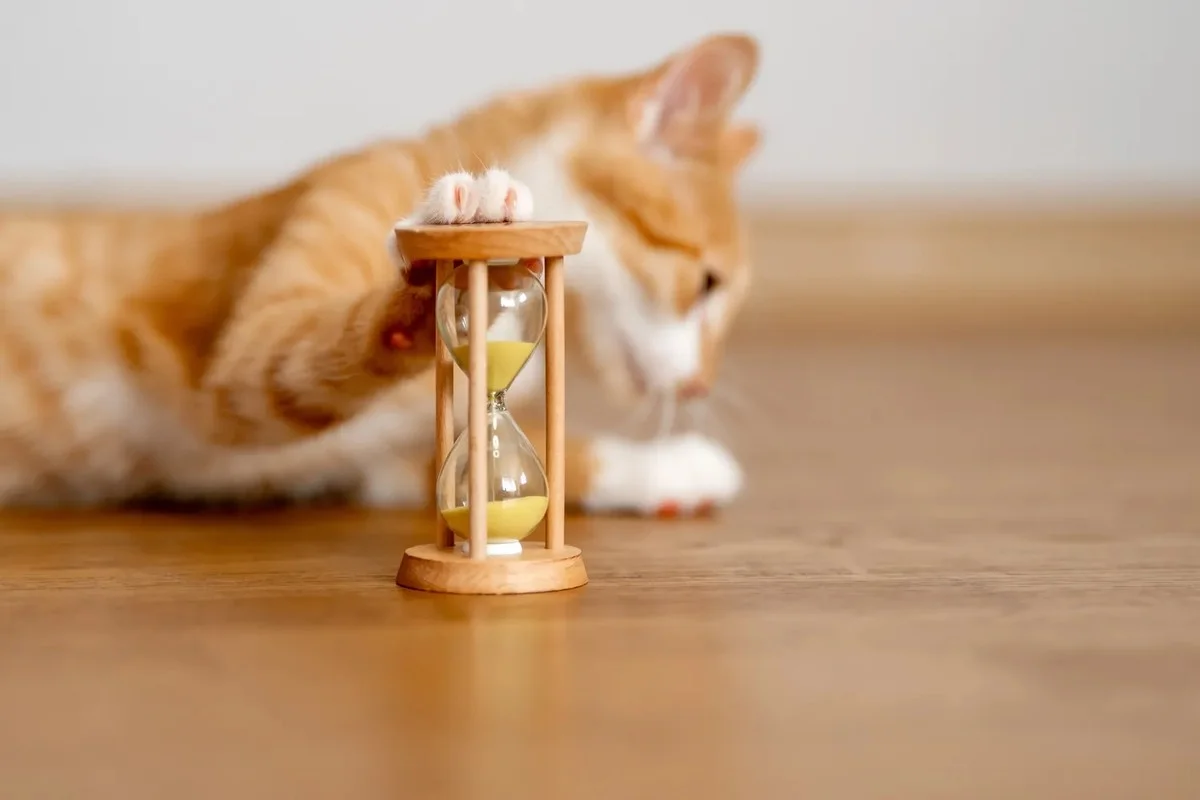 Hoe oud is uw kat echt? Dit simpele trucje tovert de leeftijd van uw kat om naar menselijke jaren in minder dan een minuut