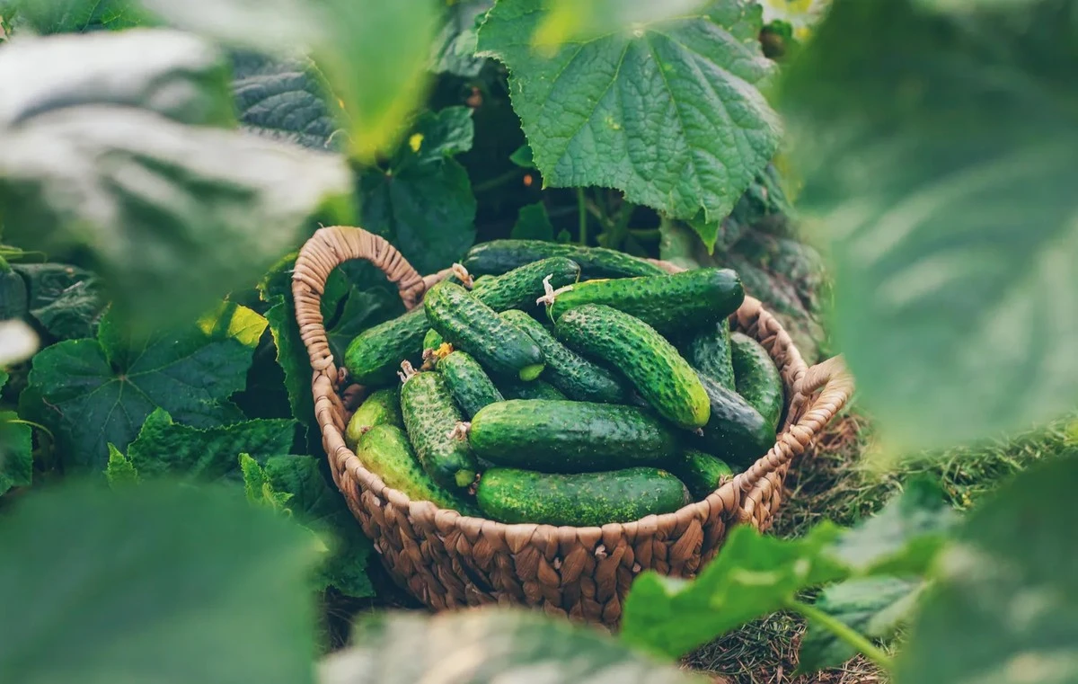 Japonų sodininkų gudrybė: agurkų paslaptis lietuviškoms vasaroms