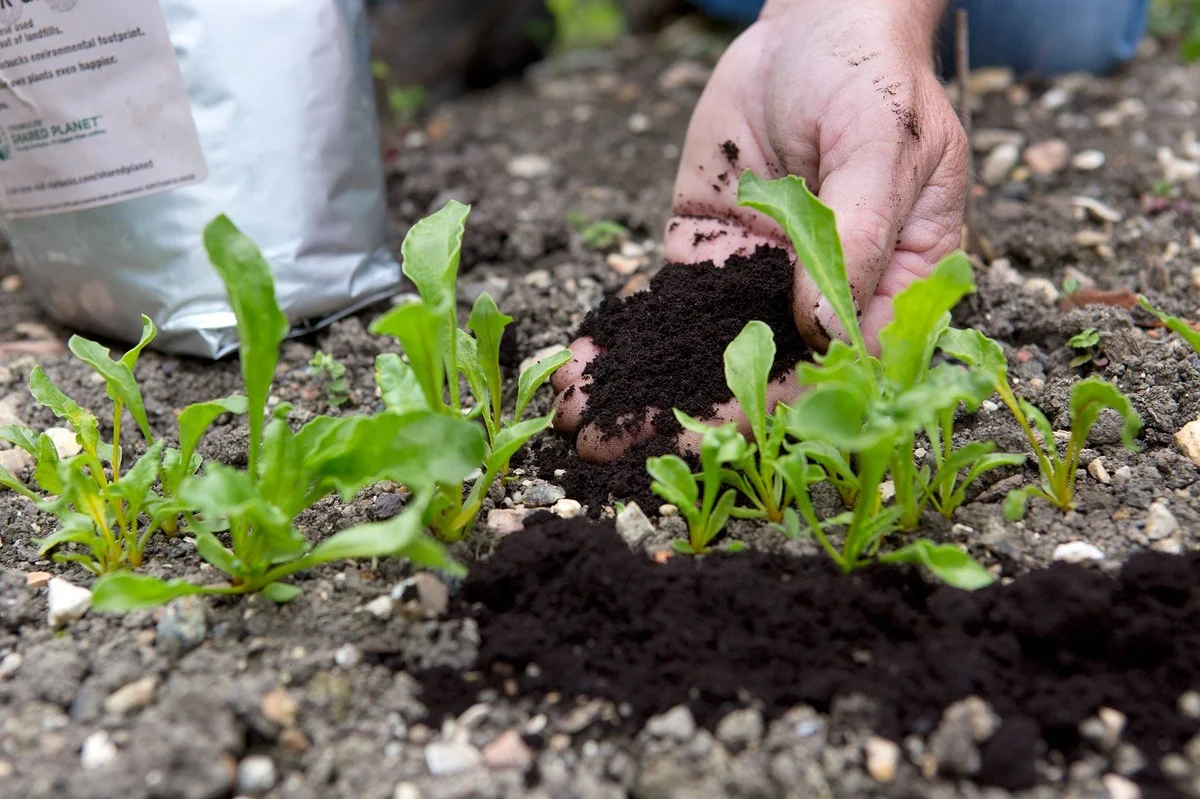 Koffiedik in je tuin: waarom plantenbiologen dit gratis meststof noemen