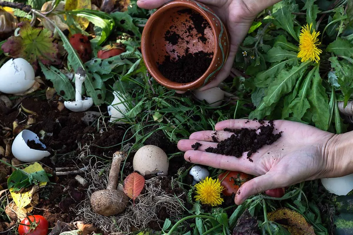 Koffiedik in je tuin: het gratis alternatief voor kunstmest dat echt werkt - image 2
