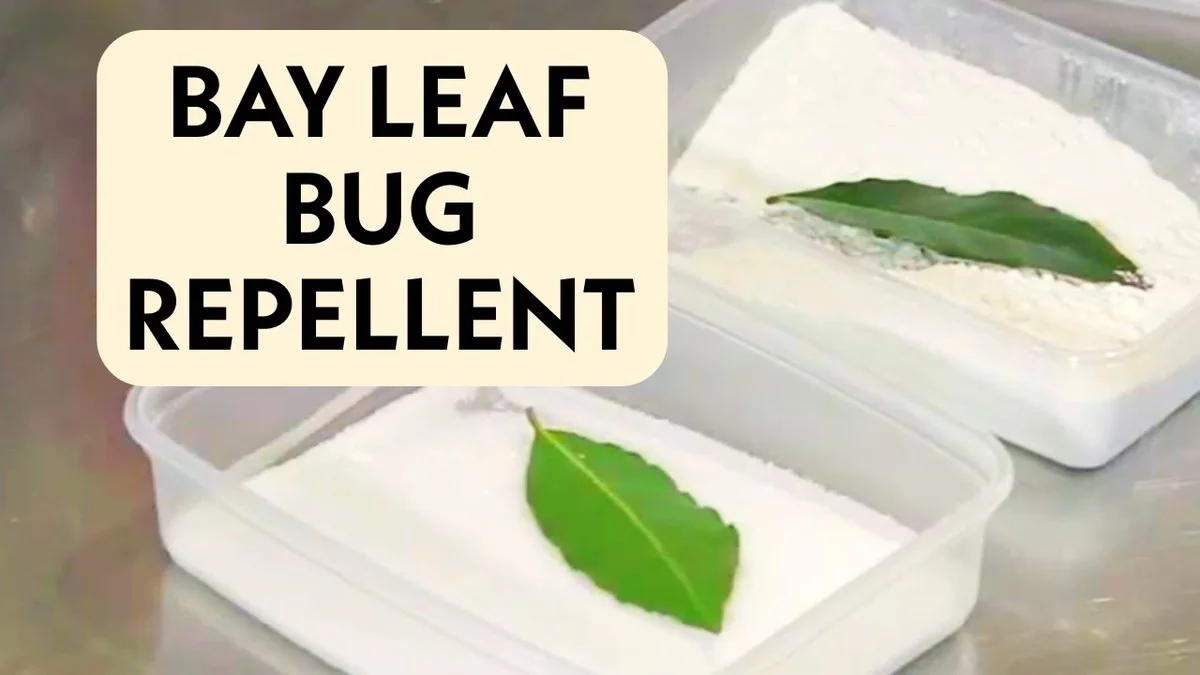 Laurierblad in je bloem: het 100 jaar oude geheim tegen ongedierte - image 1