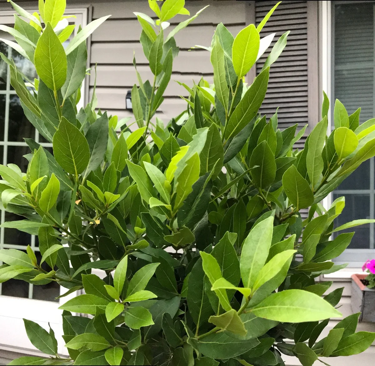 Laurierblad in je bloem: het 100 jaar oude geheim tegen ongedierte - image 2