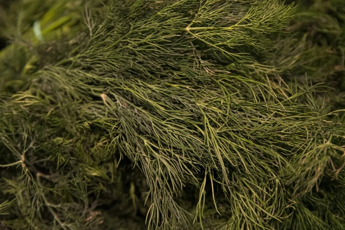 Pasalydėta miljoenen verpletterd: 3 ton populaire kruiden in Letland vernietigd om gevaarlijke pesticiden