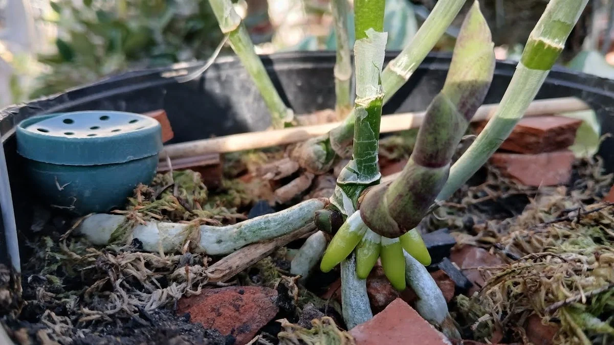 Tandenstoker in je orchideeën: het verrassende geheim van tuincentra