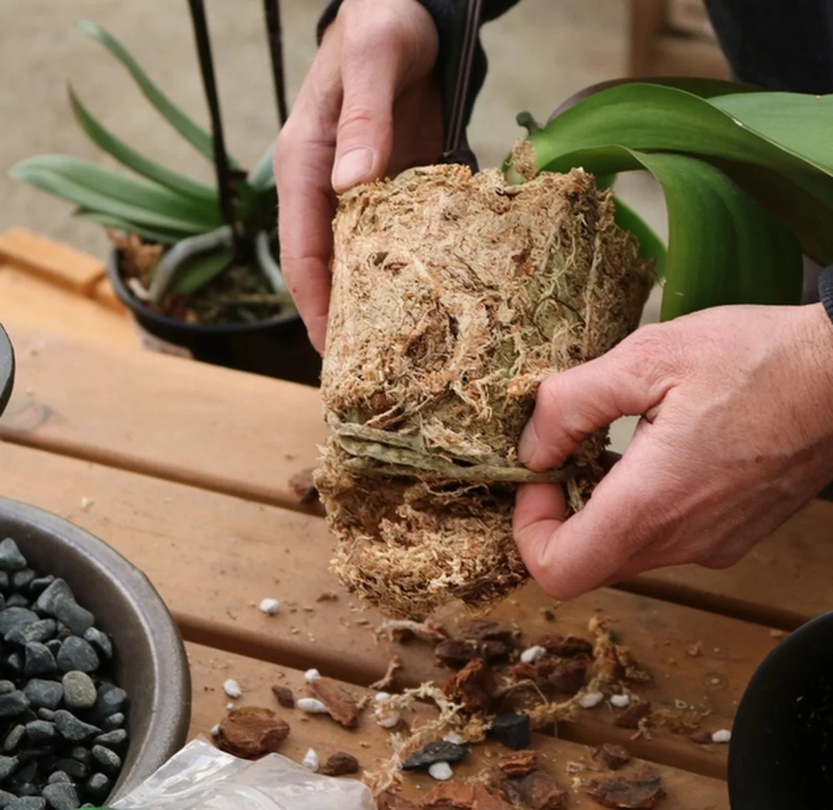 Tandenstoker in je orchideeën: het verrassende geheim van tuincentra - image 2