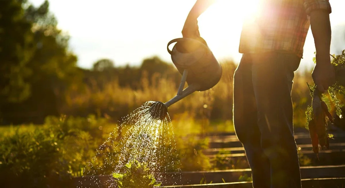Tuinmannen onthullen: waarom je nooit water geeft na deze tijd - image 1