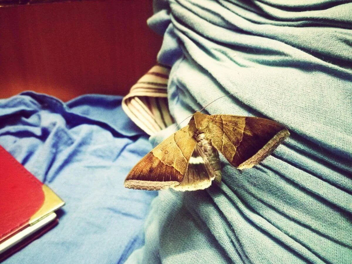 Vergeet dure sprays: één etherische olie houdt kledingmotten permanent weg