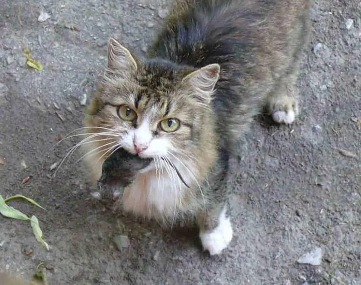 Waarom je kat met dode prooi voor je deur staat: het verrassende antwoord - image 1
