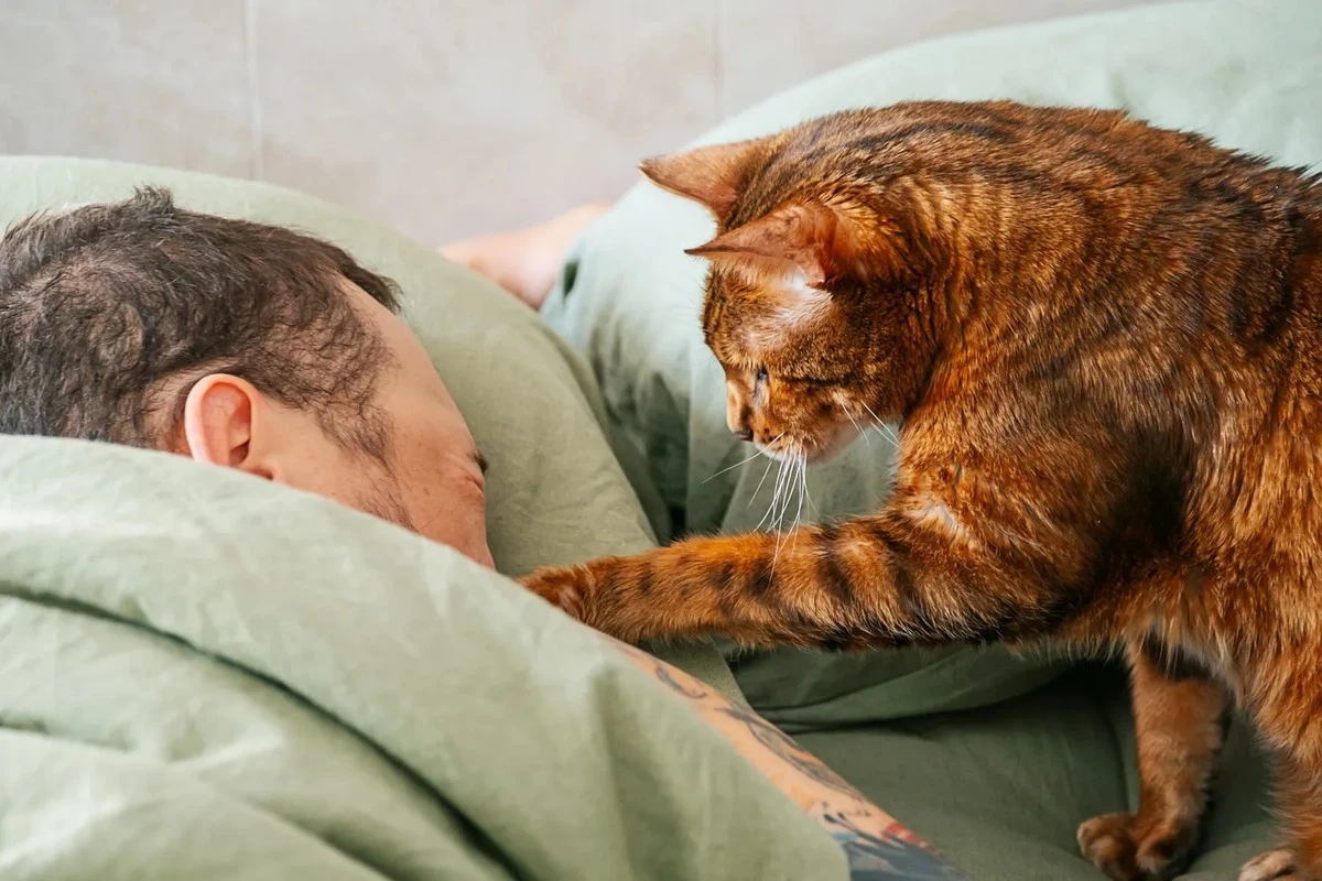 Waarom katten poten vermijden maar gebruiken voor contact