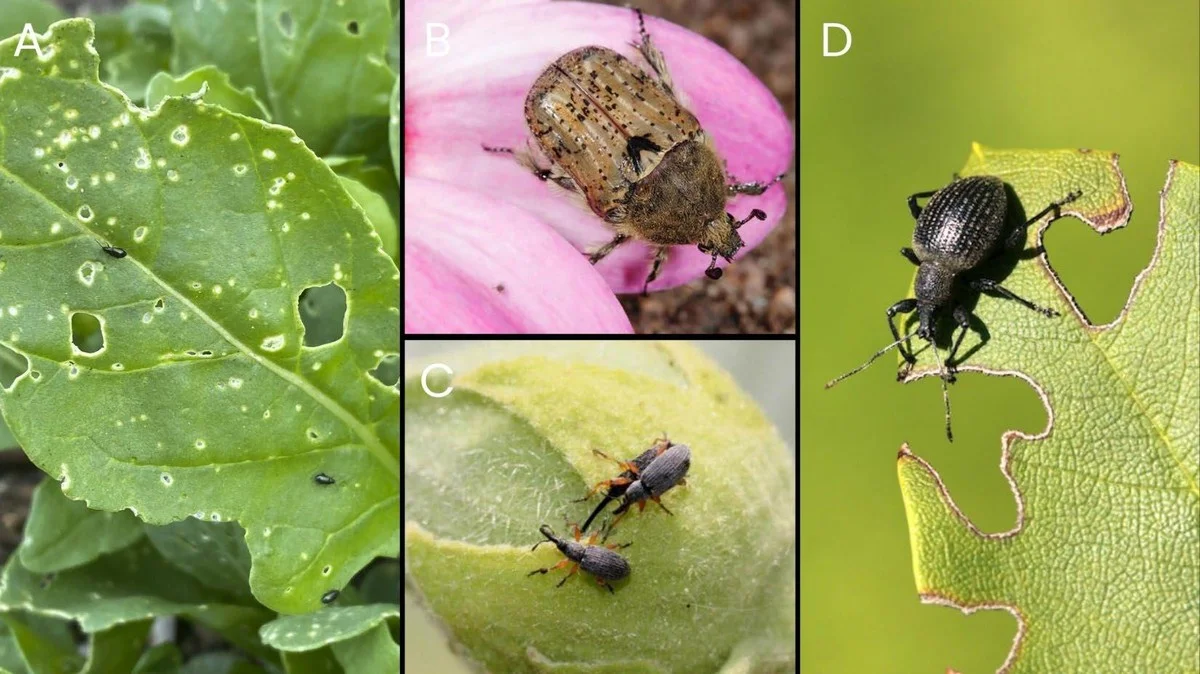 Zet een laurierblad in je bloem: het 100 jaar oude trucje tegen kevers - image 2